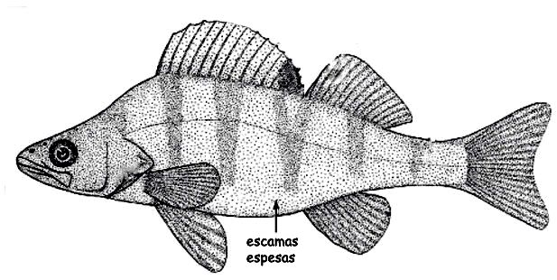 Familia Percidae.jpg